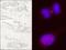 Kinesin-like protein KIF14 antibody, NB100-254, Novus Biologicals, Immunocytochemistry image 