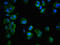 MTOR Associated Protein, LST8 Homolog antibody, LS-C672276, Lifespan Biosciences, Immunofluorescence image 