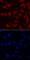 Interleukin 33 antibody, AF5010, R&D Systems, Immunofluorescence image 