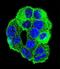 WD Repeat Domain 27 antibody, LS-C203714, Lifespan Biosciences, Immunofluorescence image 