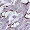 Reticulon 4 antibody, AF6034, R&D Systems, Immunohistochemistry frozen image 