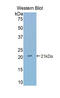 Gonadotropin Releasing Hormone 1 antibody, LS-C294315, Lifespan Biosciences, Western Blot image 