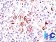 BCL2 Like 1 antibody, NBP2-25240, Novus Biologicals, Immunohistochemistry frozen image 