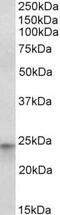 Hes Family BHLH Transcription Factor 4 antibody, PA5-37958, Invitrogen Antibodies, Western Blot image 