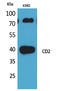 CD2 Molecule antibody, STJ96606, St John