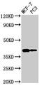 Deoxyribonuclease-2-alpha antibody, CSB-PA007053LA01HU, Cusabio, Western Blot image 