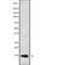 Dynein Axonemal Light Chain 4 antibody, abx149891, Abbexa, Western Blot image 