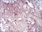 CD13 antibody, orb339125, Biorbyt, Immunohistochemistry paraffin image 