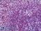 Integrin Subunit Alpha L antibody, 42-769, ProSci, Enzyme Linked Immunosorbent Assay image 