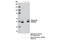 Vitamin D Receptor antibody, 12550S, Cell Signaling Technology, Immunoprecipitation image 
