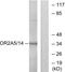 Olfactory Receptor Family 2 Subfamily A Member 5 antibody, PA5-38165, Invitrogen Antibodies, Western Blot image 