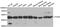 Tu Translation Elongation Factor, Mitochondrial antibody, abx004916, Abbexa, Western Blot image 