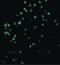 Caspase 4 antibody, PA5-20109, Invitrogen Antibodies, Immunofluorescence image 