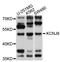 Potassium Voltage-Gated Channel Subfamily J Member 8 antibody, abx126036, Abbexa, Western Blot image 