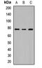 Butyrophilin Subfamily 2 Member A1 antibody, LS-C668618, Lifespan Biosciences, Western Blot image 