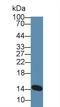 Lactalbumin Alpha antibody, LS-C292781, Lifespan Biosciences, Western Blot image 