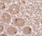 Mitochondrial Transcription Termination Factor 4 antibody, A10646, Boster Biological Technology, Immunohistochemistry frozen image 