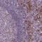 Transmembrane Protein 184A antibody, HPA071312, Atlas Antibodies, Immunohistochemistry frozen image 