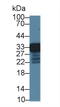 Regucalcin antibody, LS-C374644, Lifespan Biosciences, Western Blot image 