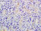 Rh Family C Glycoprotein antibody, GTX60193, GeneTex, Immunohistochemistry paraffin image 