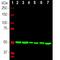 Tubulin Beta 4A Class IVa antibody, M05613-3, Boster Biological Technology, Western Blot image 