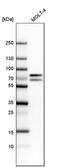 Thymocyte Selection Associated High Mobility Group Box antibody, PA5-53781, Invitrogen Antibodies, Western Blot image 