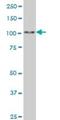 Spalt Like Transcription Factor 4 antibody, H00057167-M03, Novus Biologicals, Western Blot image 