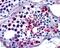 Four And A Half LIM Domains 1 antibody, 45-591, ProSci, Western Blot image 