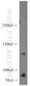 Signal-Induced Proliferation-Associated 1 antibody, 12691-1-AP, Proteintech Group, Western Blot image 