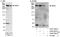 SMG1 Nonsense Mediated MRNA Decay Associated PI3K Related Kinase antibody, A301-535A, Bethyl Labs, Immunoprecipitation image 