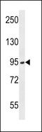 Transmembrane Serine Protease 15 antibody, LS-C162199, Lifespan Biosciences, Western Blot image 