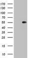 TIMELESS-interacting protein antibody, CF802979, Origene, Western Blot image 