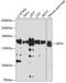 AF4/FMR2 Family Member 4 antibody, GTX65593, GeneTex, Western Blot image 