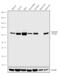 Optineurin antibody, 711879, Invitrogen Antibodies, Western Blot image 