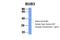 BUB3 Mitotic Checkpoint Protein antibody, NBP1-58206, Novus Biologicals, Western Blot image 