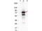 Interleukin 12A antibody, NBP1-78112, Novus Biologicals, Western Blot image 