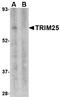 E3 ubiquitin/ISG15 ligase TRIM25 antibody, LS-C34739, Lifespan Biosciences, Western Blot image 