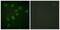 Protein Kinase, DNA-Activated, Catalytic Subunit antibody, PA5-38477, Invitrogen Antibodies, Immunofluorescence image 