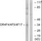 Olfactory Receptor Family 4 Subfamily F Member 4 antibody, PA5-39629, Invitrogen Antibodies, Western Blot image 