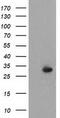 Pyrroline-5-Carboxylate Reductase 2 antibody, CF501900, Origene, Western Blot image 