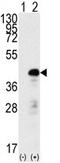 Quiescin Sulfhydryl Oxidase 1 antibody, AP11922PU-N, Origene, Western Blot image 