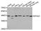 Eukaryotic Translation Initiation Factor 4A3 antibody, A03095, Boster Biological Technology, Western Blot image 