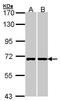 RIC8 Guanine Nucleotide Exchange Factor A antibody, LS-C185900, Lifespan Biosciences, Western Blot image 