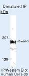 Erb-B2 Receptor Tyrosine Kinase 3 antibody, MA5-13040, Invitrogen Antibodies, Immunoprecipitation image 