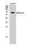 Glutamate Decarboxylase 1 antibody, STJ93195, St John