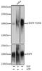 EGFR antibody, AE00210, Aeonian Biotech, Western Blot image 