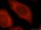Snurportin 1 antibody, 15358-1-AP, Proteintech Group, Immunofluorescence image 