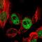 NIMA Related Kinase 7 antibody, NBP1-86444, Novus Biologicals, Immunofluorescence image 