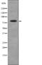 MRE11 Homolog, Double Strand Break Repair Nuclease antibody, abx216925, Abbexa, Western Blot image 