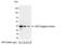 Glutathione-S-Transferase Tag antibody, NB600-326B, Novus Biologicals, Western Blot image 
